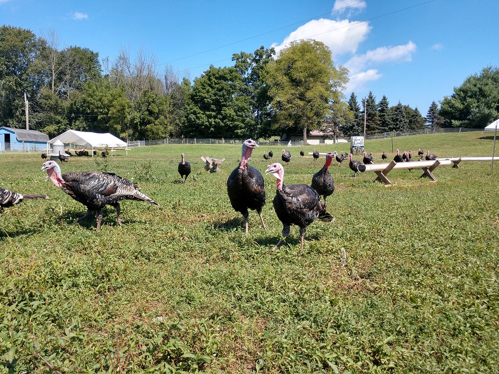 Heritage Turkeys on Pasture