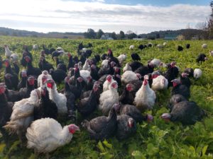 Turkeys Oct 16 Turkeys Oct 16